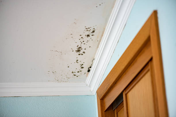 Best Black Mold Removal  in Towamensing Trails, PA